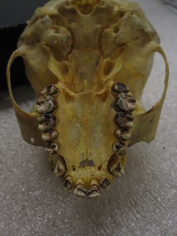 Media type: image;   Mammalogy 35944